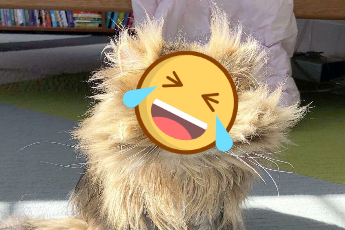 ▲美國一隻波斯貓看起來總是沒睡醒的模樣（圖／IG@barnaby_persian）