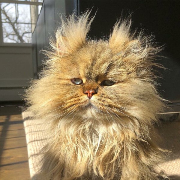 ▲巴納比:(厭世)當貓真的很辛苦,你們人類不會懂啊!(圖/IG@barnaby_persian)