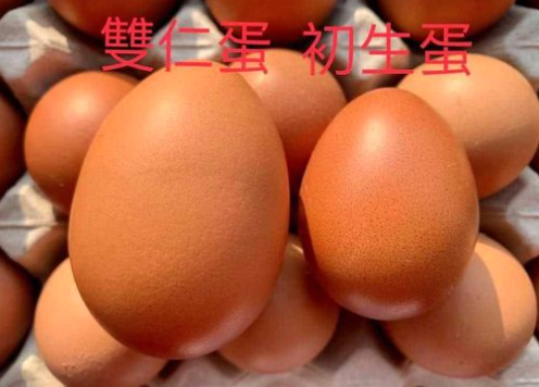 ▲有熱心網友貼出照片,並解釋「雙仁蛋看得出來哦,是真的特別大顆」。(圖/翻攝自《爆廢公社二館》)