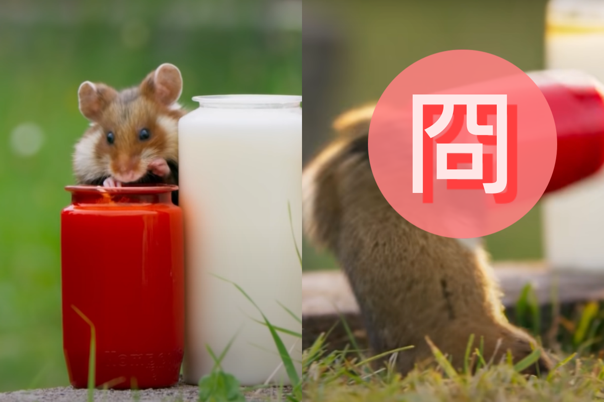 ▲黃金鼠偷油吃竟真被罐頭「抓住」，跟兒歌唱得一模一樣！（圖／Youtube＠BBC Earth）