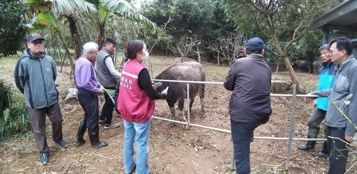 ▲動保處指出，接獲民眾的通報後，當日立即派員前往金山區訪視2頭孱弱水牛的安置狀況。（圖/新北市政府動保處提供）