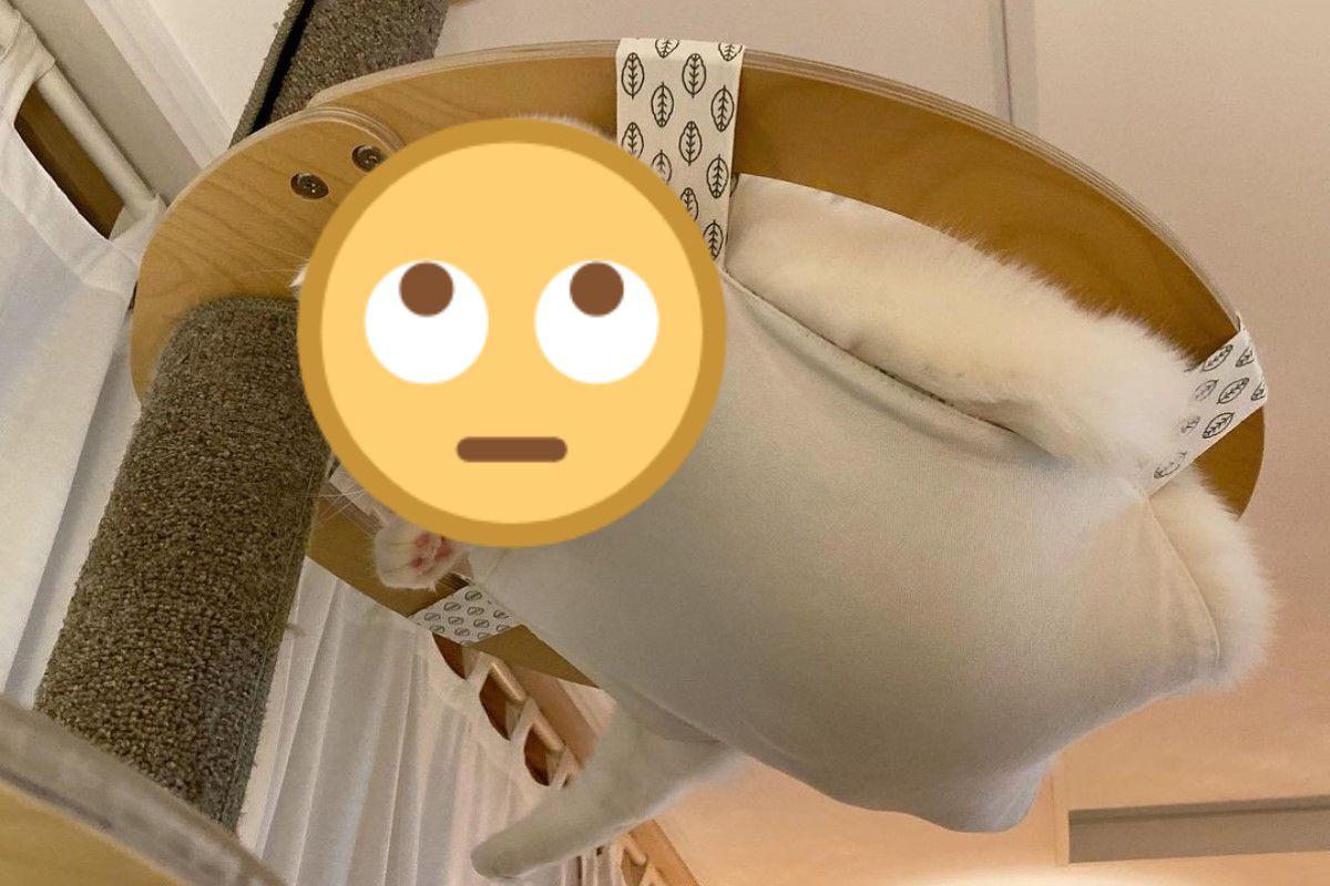 韓國一隻白貓使用吊床的方式很特別（圖／IG@aloha_mongza）