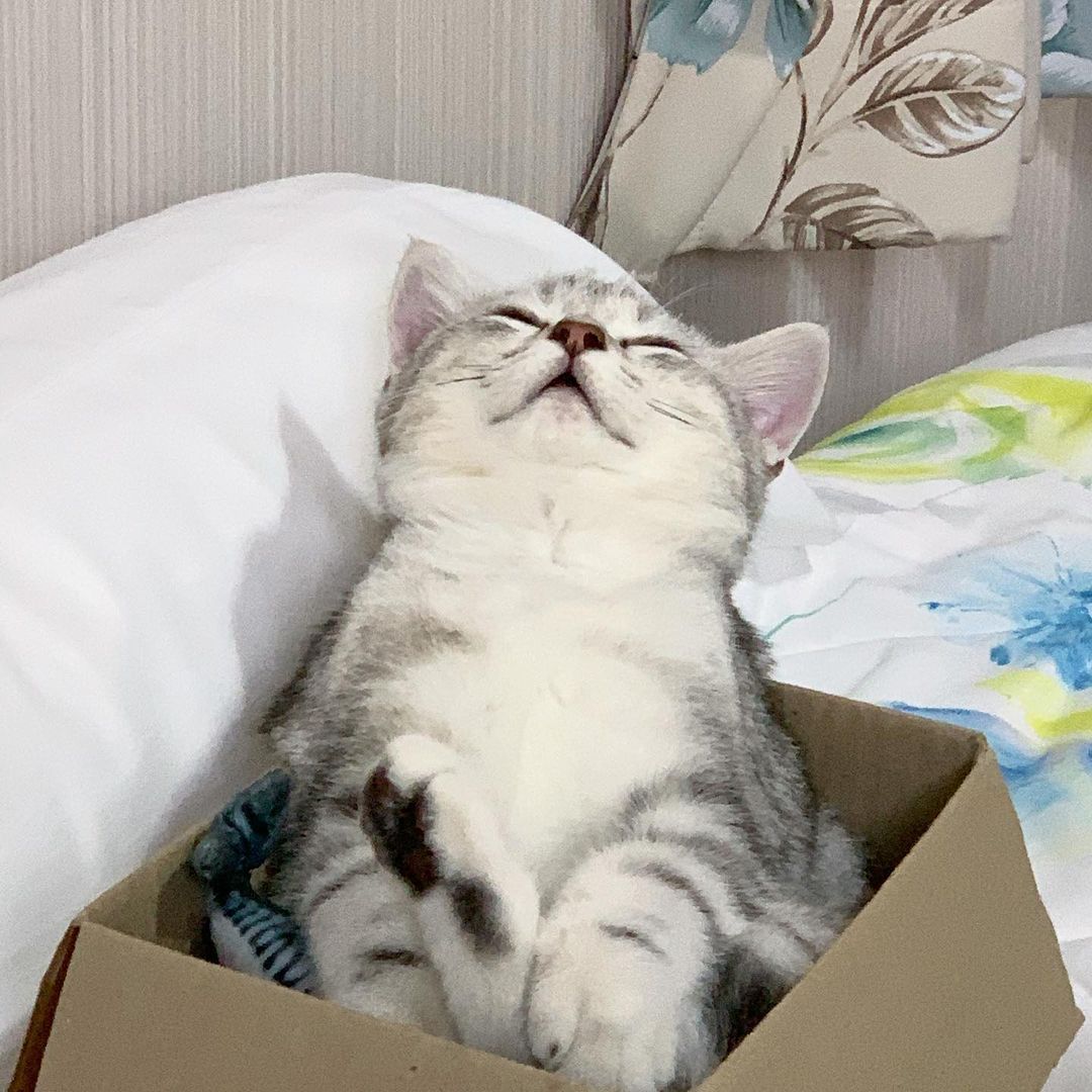 躺在箱子裡的感覺怎麼那麼棒！（圖／Instagram＠peanutcats）