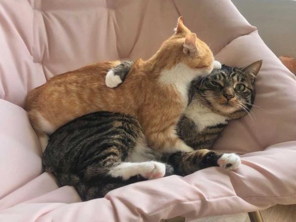 寄養橘白貓一心征服家貓　使出強抱絕招：收留我嘛！