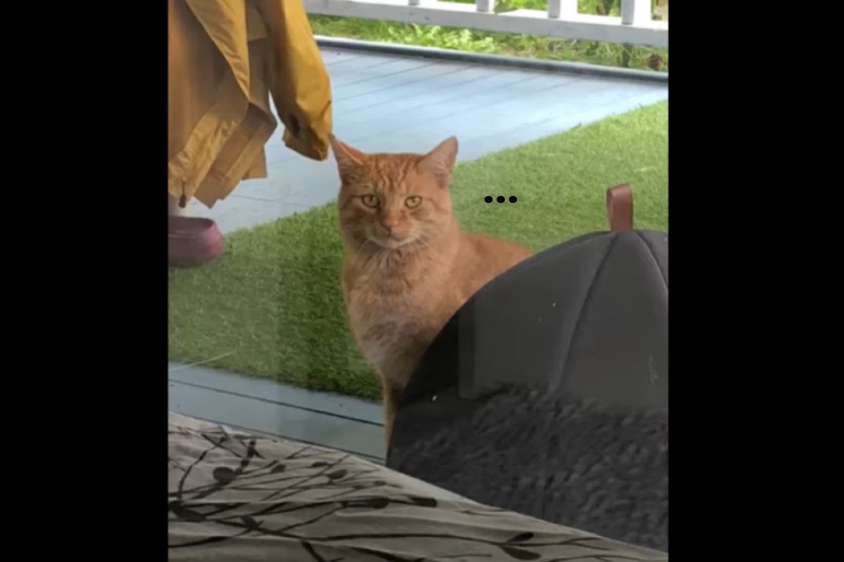 ▲神秘橘貓天天出現在自家庭院！男決定與牠「破冰交朋友」。（圖／翻攝自FB@The Dodo）