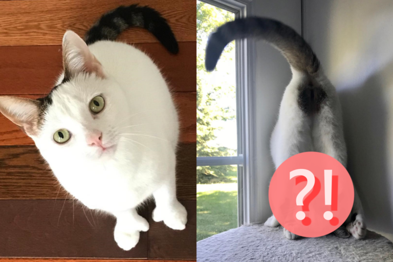 貓咪迷上「古怪姿勢」　網爆笑：這是什麼奇行種？
