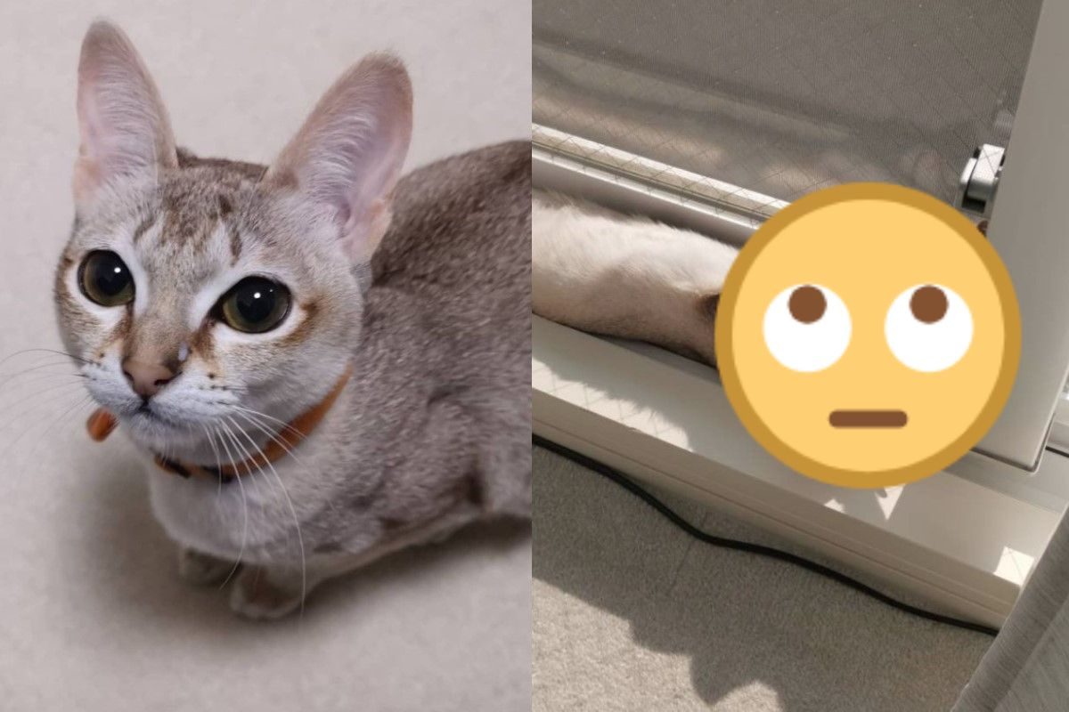 ▲愛貓消失主人到處找不到！回頭看竟完美「埋」在這：量身訂做？（圖／twitter@iamcat_lulu）