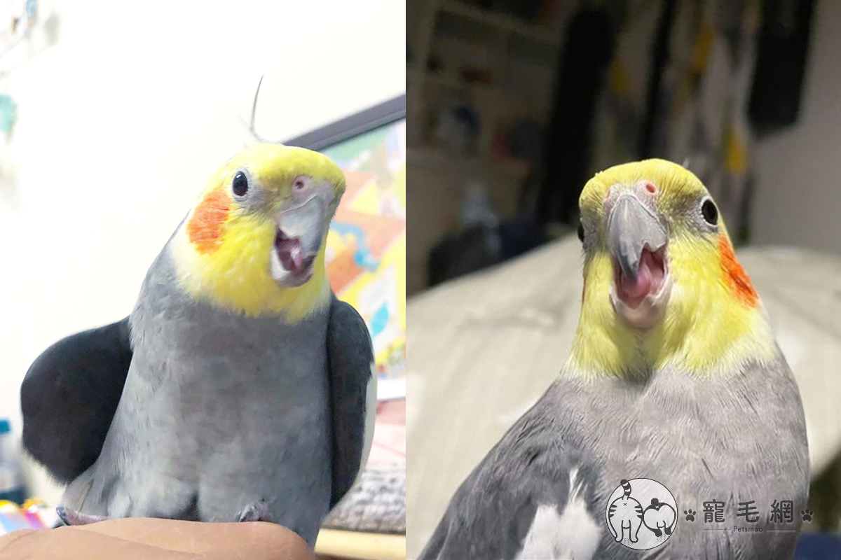 玄鳳鸚鵡「泥巴」準備要睡卻被主人吵，下秒像是「老木上身」般瘋狂碎念！（圖／FB@泥氏系列授權）