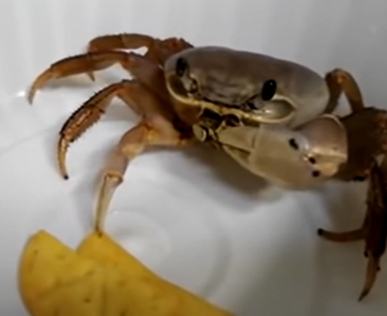 抓空氣，是在練習怎麼吃？（圖／Youtube＠Heavy Crab）