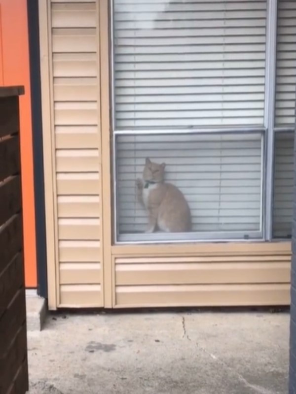 媽不見愛貓超心急　見鄰家窗戶身影好熟悉：你怎麼在那裡？