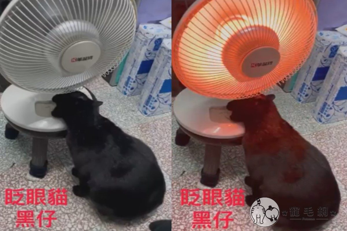 ▲黑貓吹暖氣「一試就上癮」！自己開暖風扇4次媽傻眼：成精了！（圖／粉專眨眼貓黑仔授權提供）