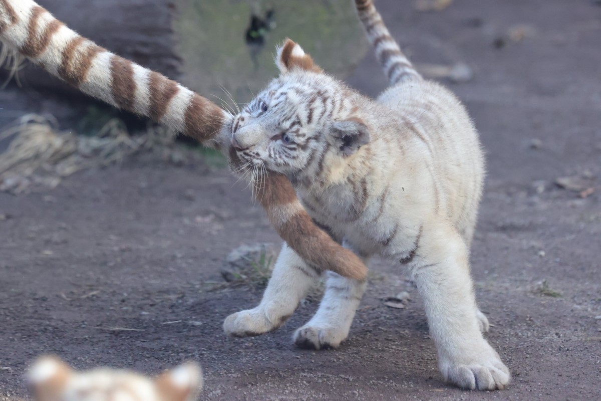 日本動物園裡一隻小白虎咬著一條「逗貓棒」（圖／twitter@mame_nek0）