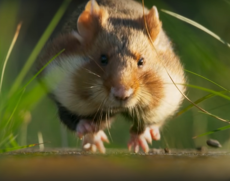 胖胖鼠跑跑跑～（圖／Youtube＠BBC Earth）