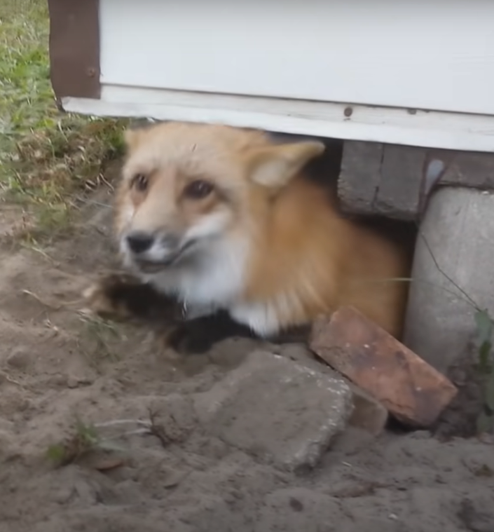 狐狸：好啦好啦！不鬧了！嘿～咻～！（成功逃出）（圖／Youtube＠Riot The Red Fox）