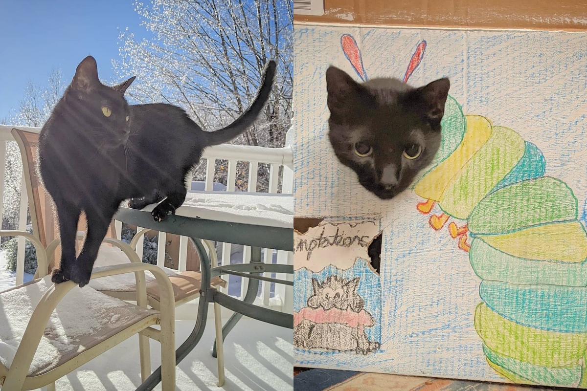 經主人創意巧手，黑貓變身「貓貓蟲」！（圖／Instagram＠kingthrillerkitty）