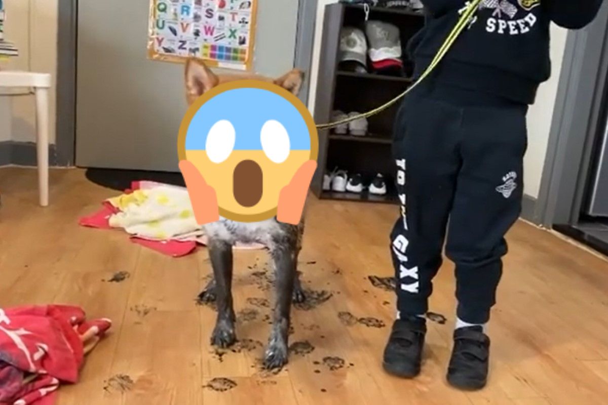 一名女飼主日前驚見自家柴柴變「狐狸」（圖／IG@chiko_shiba_inu）