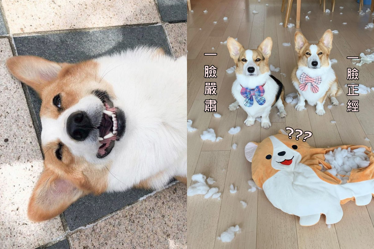 柯基搞破壞「被抓包」，瞇瞇眼一臉超嚴肅裝傻不承認！（圖／Instagram＠yayathecorgi）