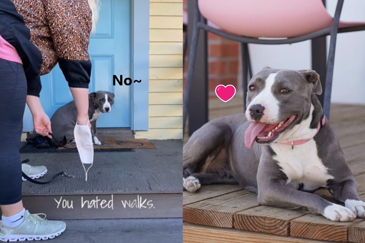 比特犬「莉莉」剛被領養時害怕出門被丟包，與現在充滿自信的模樣差很大（圖／翻攝自FB@The Dodo、IG＠lilliethepibble）