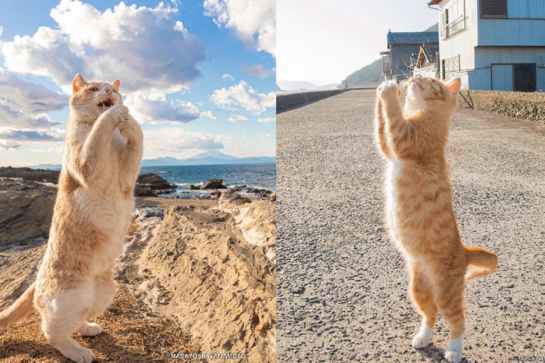貓貓浮誇站立「朝天祈求」，看起來超級虔誠！（圖／Instagram＠tachineko.ym）