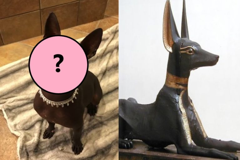 美國一名愛狗的飼主養了一隻稀有的「無毛狗」，被人認為與埃及神祉「阿努比斯」非常相似（圖／翻攝自YT@Caters Video、egypttoday.com）