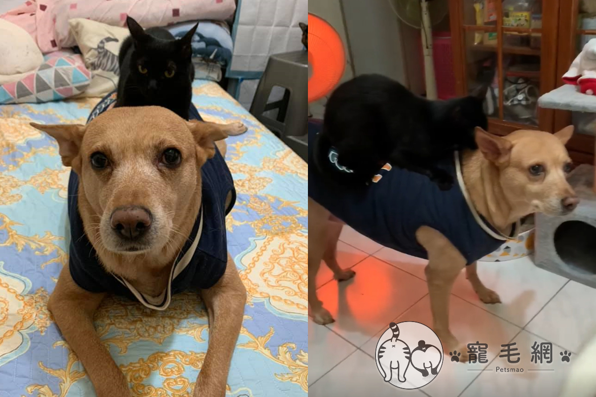 黑貓把大黃狗當成坐騎，常常黏在大狗背上！（圖／網友Meng Yun Tsang授權）