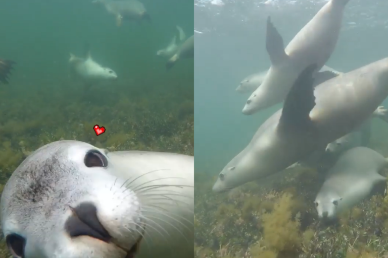 海中遇到「快樂海獅群」！給人類超大「特寫鏡頭」萌翻網友
