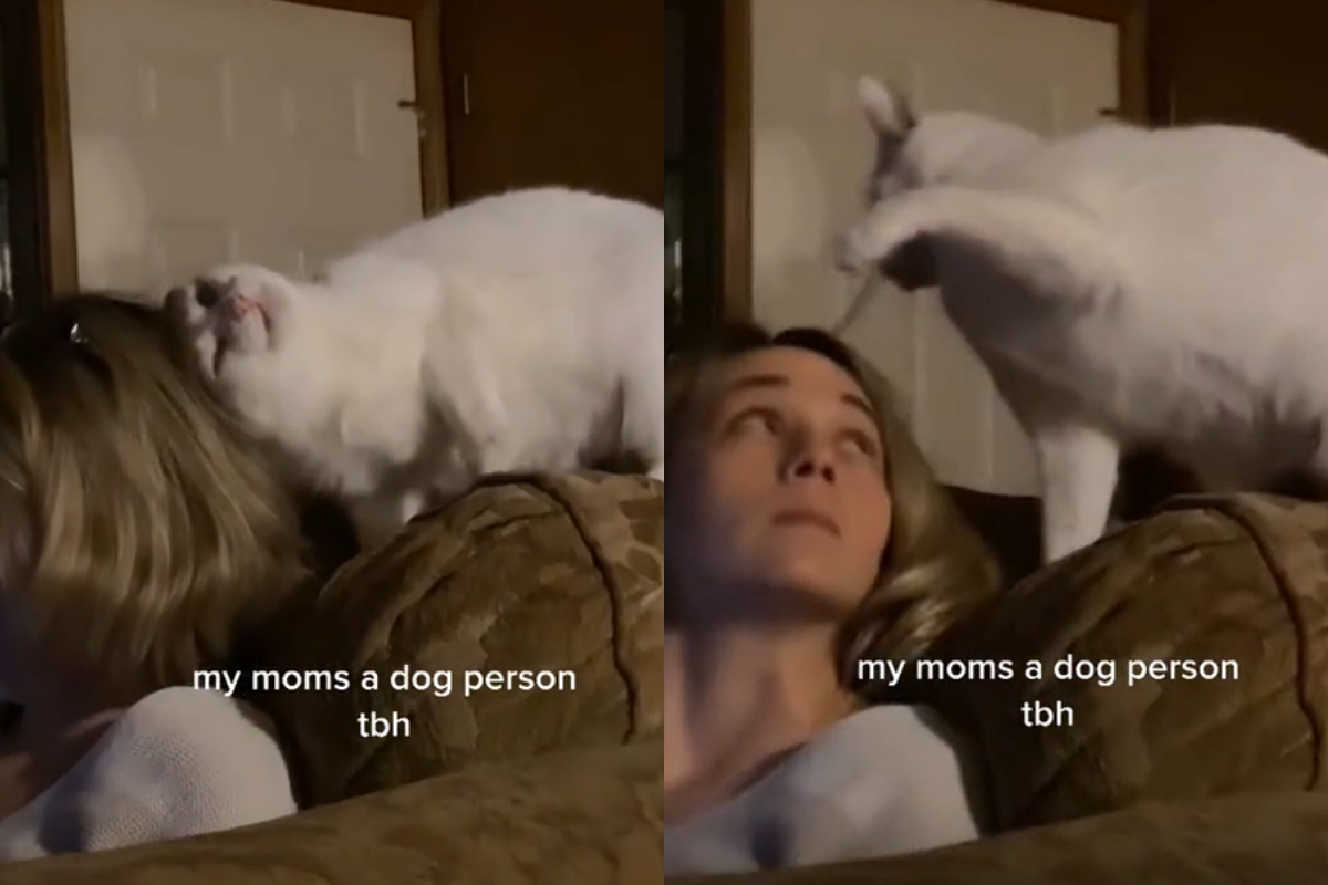 ▲狗派媽被貓蹭蹭正竊喜，不料下一秒發生悲劇。（圖／TiKTok：auzy34）