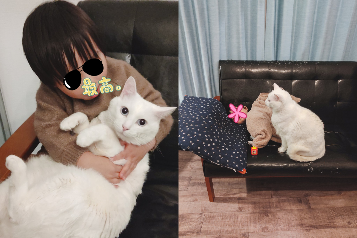 白貓堅守「熟睡小主人」身旁，像是個孩子守護神一般！（圖／Twitter＠yy221126）