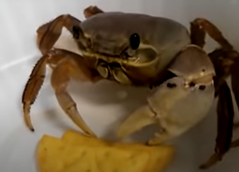 突然被丟了一片餅乾！（圖／Youtube＠Heavy Crab）