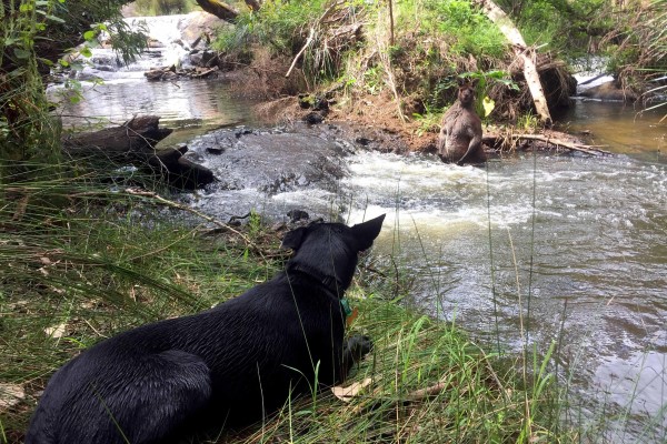 帶狗到河邊散步遇見「野性濕身秀」　網驚：超狂胸肌！