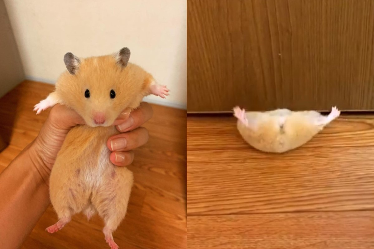 日本一隻黃金鼠日前鑽門縫的過程都被飼主拍了下來（圖／翻攝自IG@not.a.pig_kinakomochi）