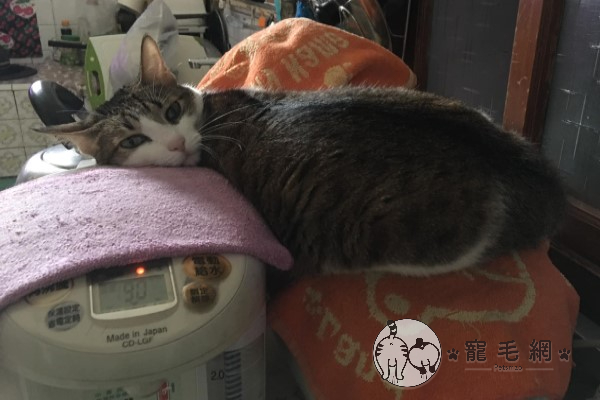 貓咪怪姿趴臥電鍋熱水瓶當「暖爐」爸嘆：能正常點？
