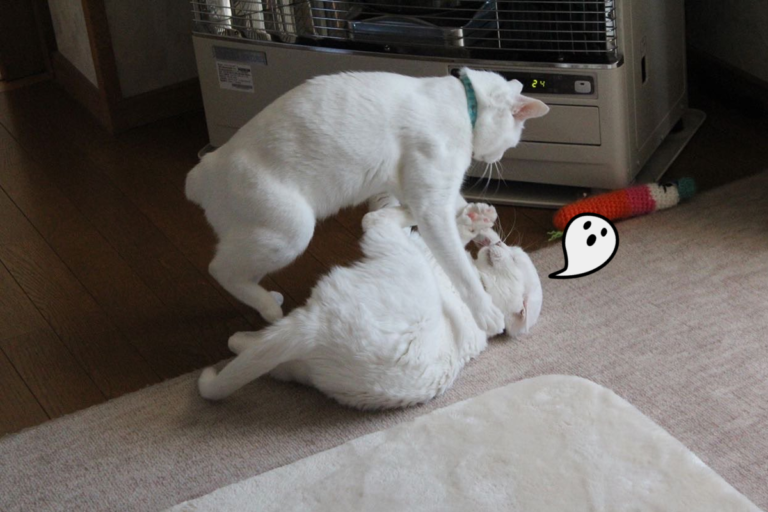 日本一對白貓為了取暖，上演一場電暖器爭奪戰！（圖／IG@kanapu10）