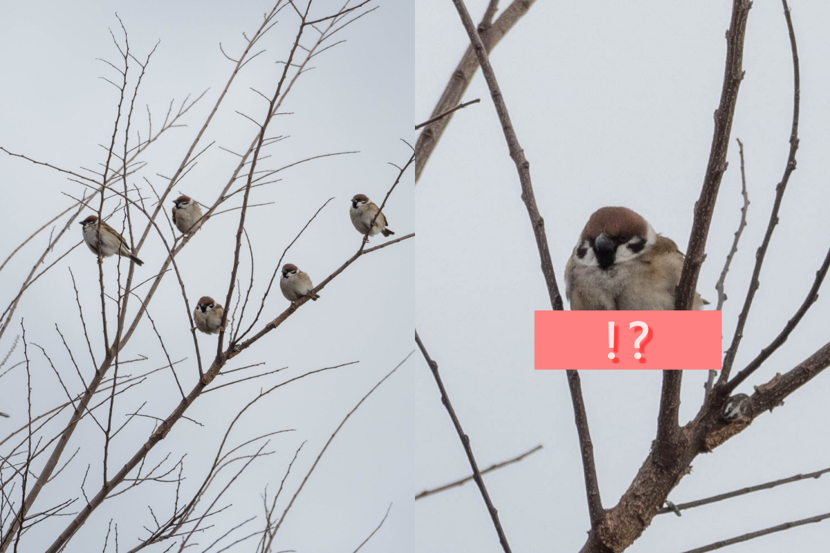 ▲麻雀樹上排排站，拉近一瞧：這隻根本「體操選手」！（圖／Twitter@zaikoshobunsale）