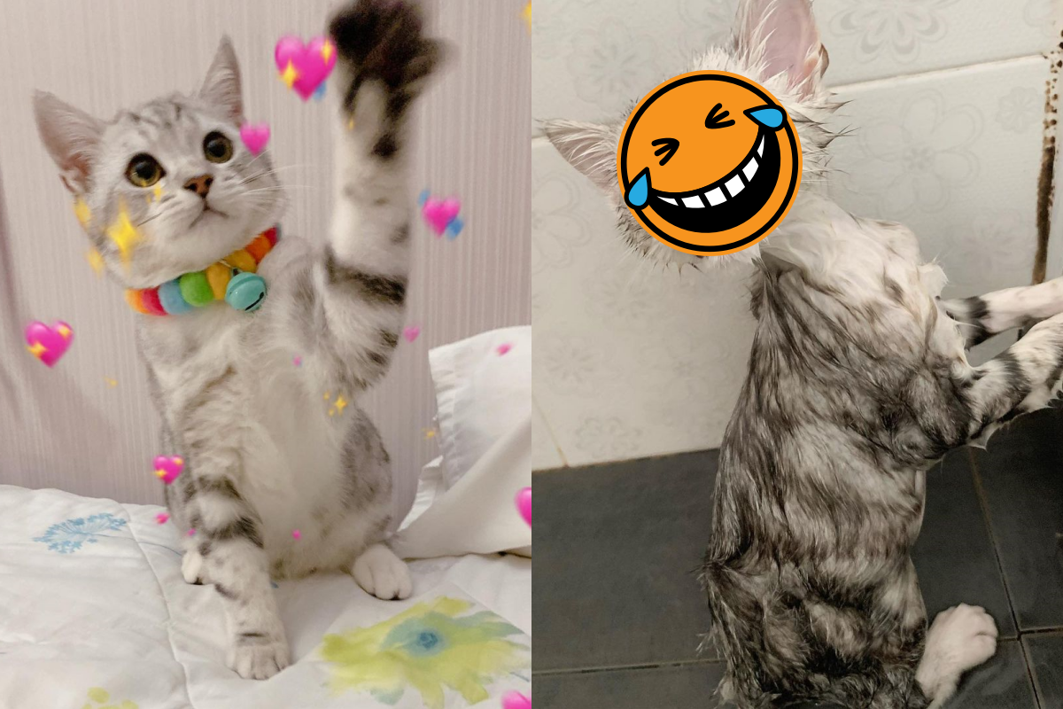 天使小萌貓遇水「瞬間消風」，看起來像隻小小外星人！（圖／Instagram＠peanutcats）