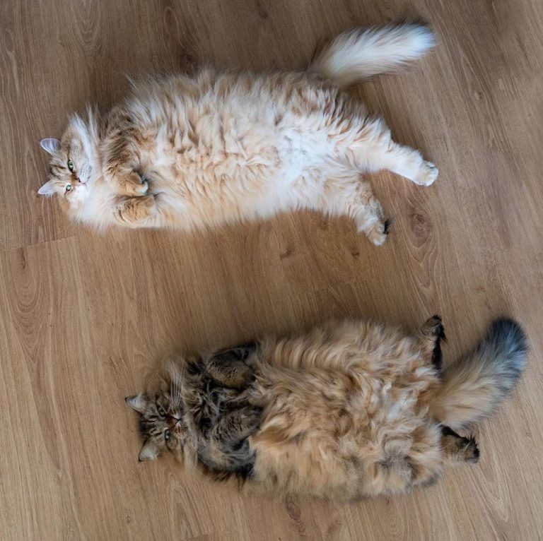 這裡有一雙貓拖鞋（誤）（圖／Instagram＠miesthecat）