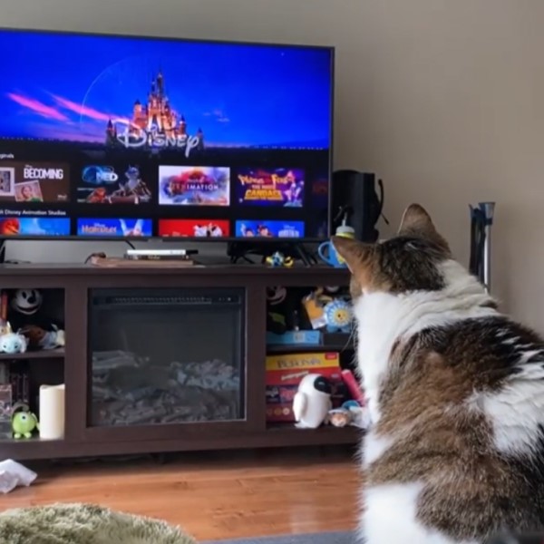 女子收編老貓發現牠熱愛「看電視」　她笑：養到電視兒童！