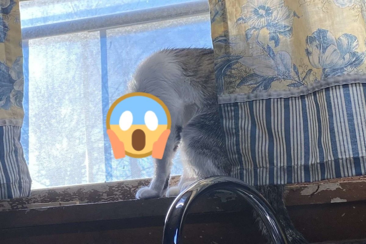 ▲捕捉到貓咪「驚悚瞬間」！詭異姿勢打哈欠，網嚇傻：大法師？（圖／Tiffany Miller）