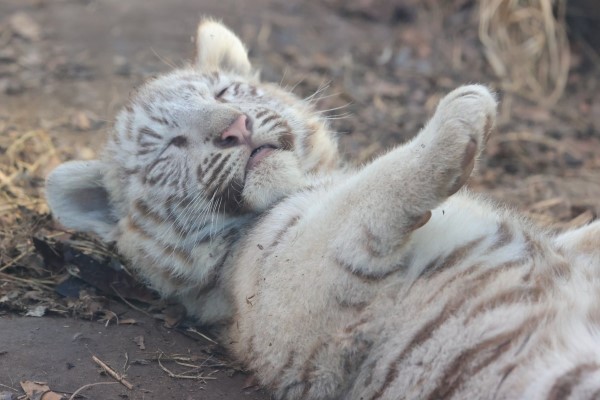 雅典動物園清潔工翻垃圾桶　意外撿到小白虎