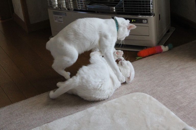 白貓為了取暖大打出手　牠「一招壓制」：電暖器是偶的！