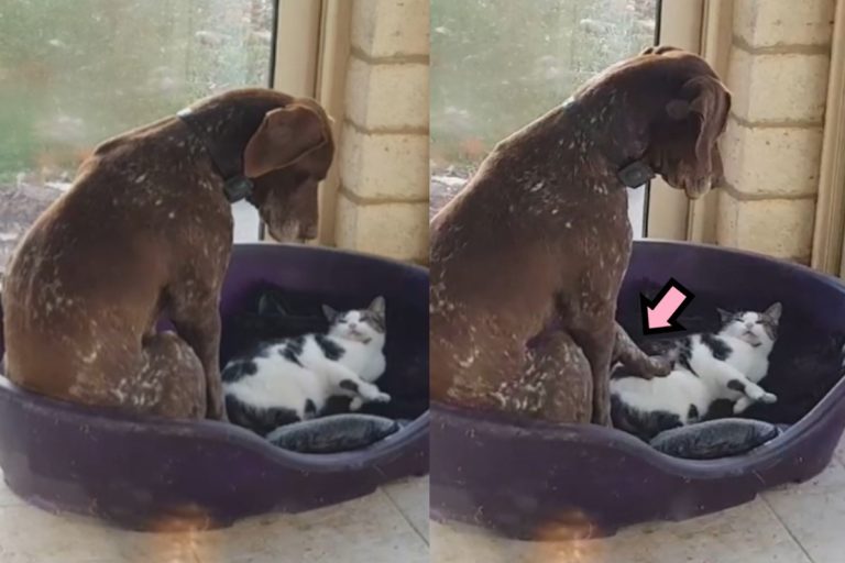 法國一隻大狗的睡窩被貓咪侵占（圖／翻攝自YT@ViralHog）