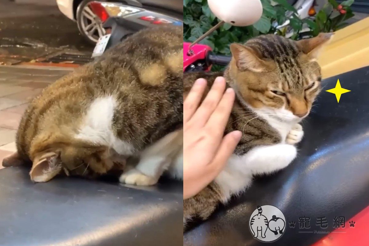 ▲貓咪機車座椅上「磕頭膜拜」！網笑：昨晚喝太多？（圖／網友Lin Jhenmiao授權提供）