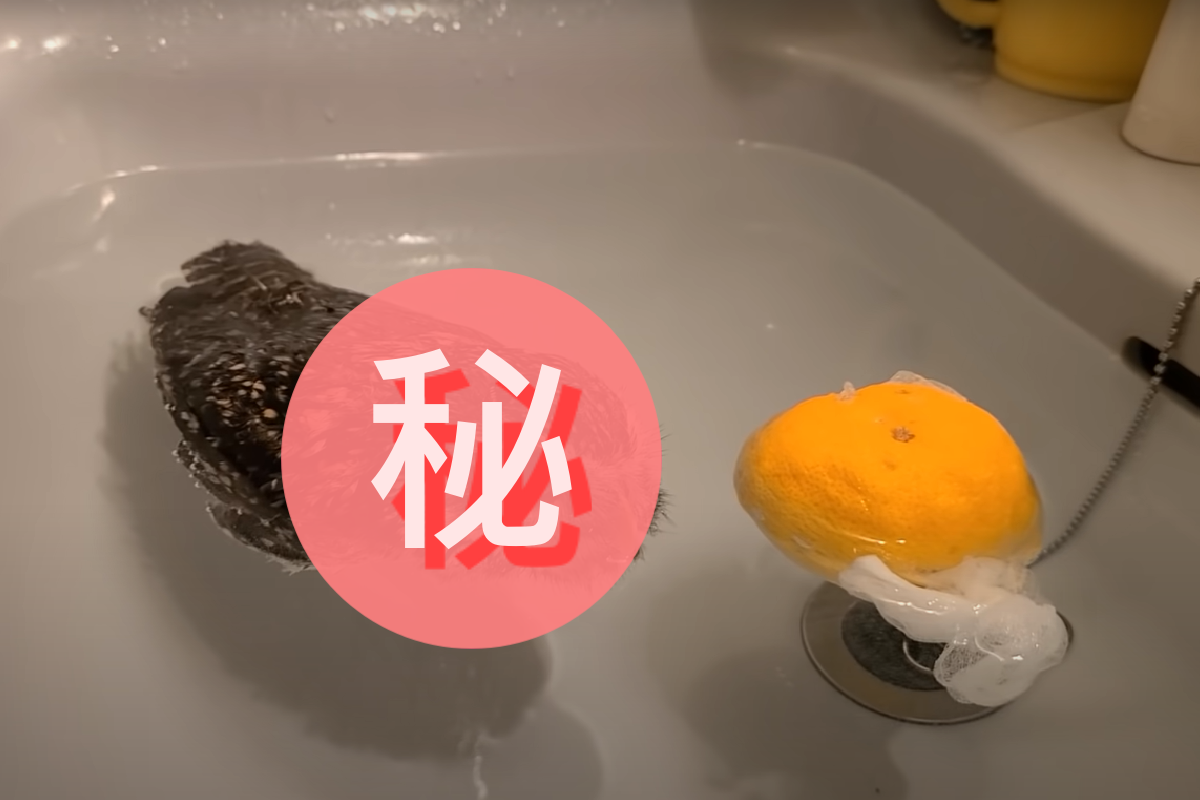 貓頭鷹在水池中「漂浮打轉」，一點都不像一隻鳥！（圖／Youtube＠木村英俊）