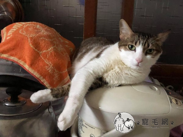 貓咪怪姿趴臥電鍋熱水瓶當「暖爐」　爸嘆：能正常點？