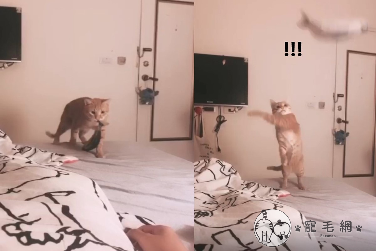 橘貓的「神來一甩」讓女網友瞬間忘記悲傷（圖／網友余兒授權提供）