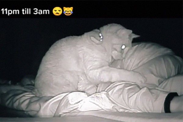 奴才每天睡不飽　看監視器竟見「被貓騷擾4小時」畫面！