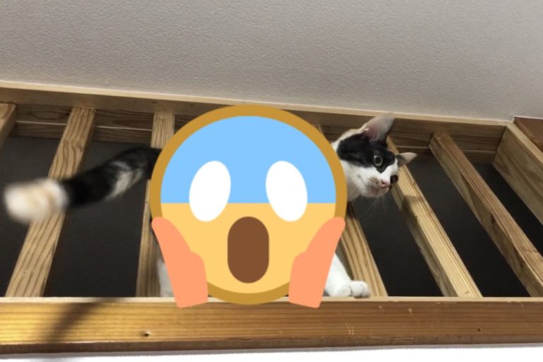 日本三花貓以一種奇怪的方式穿過窗框柵欄（圖／翻攝自twitter@kuronekonekota）