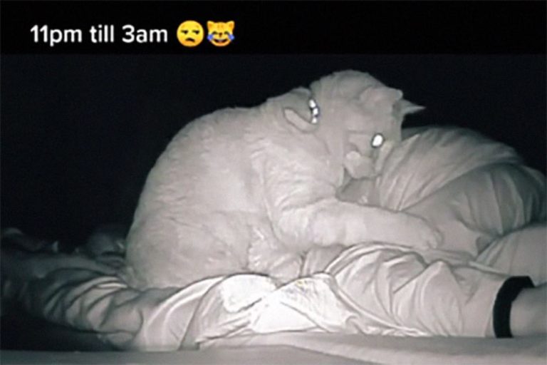 奴才每天睡不飽　看監視器竟見「被貓騷擾4小時」畫面！
