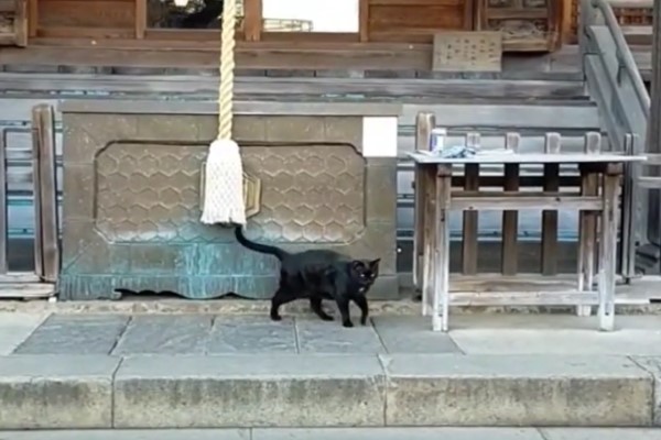 推主到神社參拜驚見黑貓在「搖鈴」　網笑：求更多罐罐啦！