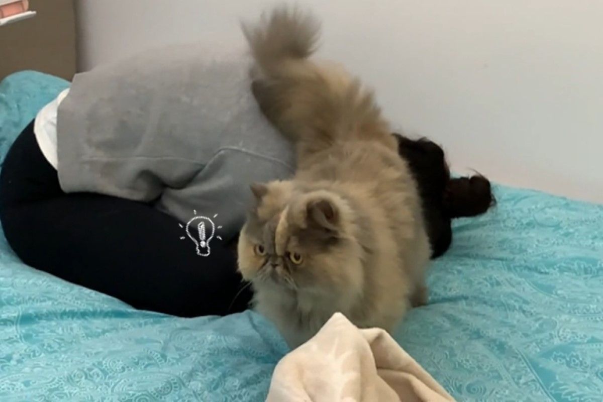 貓咪見到奴才哭泣時，接下來的舉動讓大家好驚訝（圖／翻攝自reddit@vetaseda）